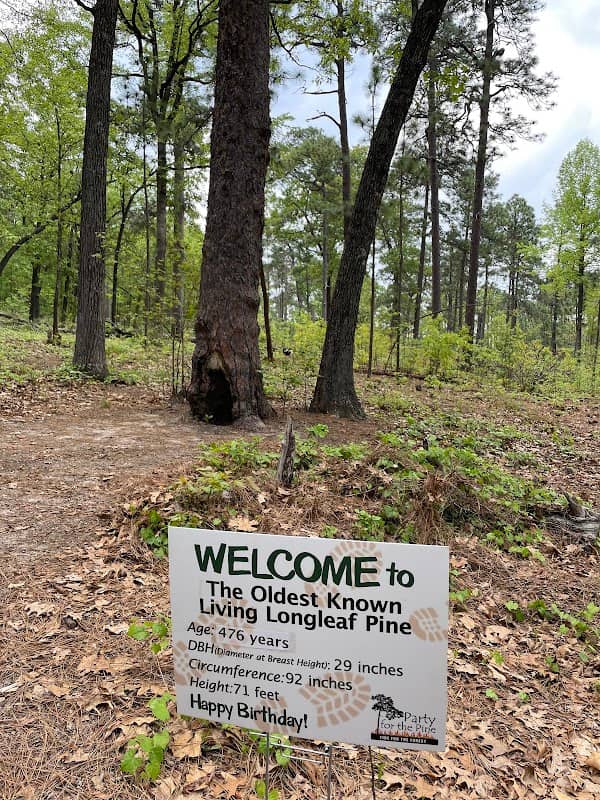 Oldest Known Living Longleaf Pine Tree - Image 3