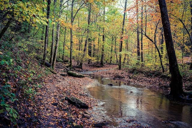 Kanawha State Forest - Image 3