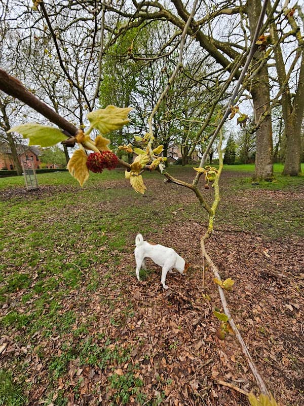 Springbank Park - Image 2
