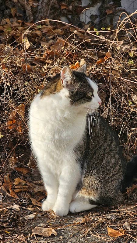 Die Katzen-Rektorin der FAU - Image 1