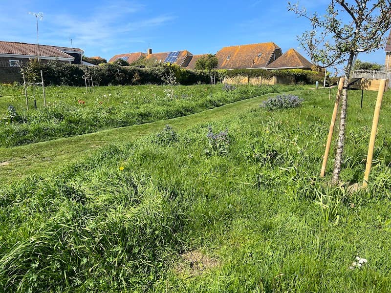 Knockholt Road Wildflower Meadow - Image 1