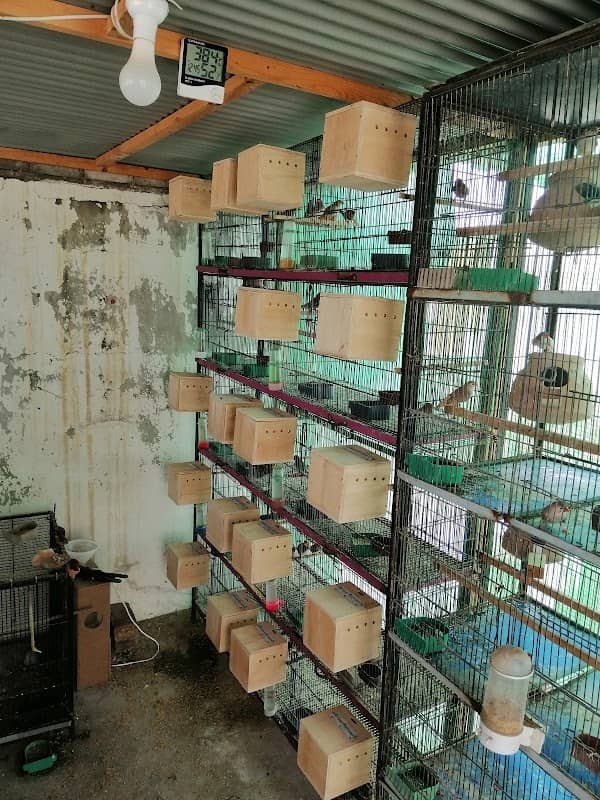 Shah jee birds - Image 2