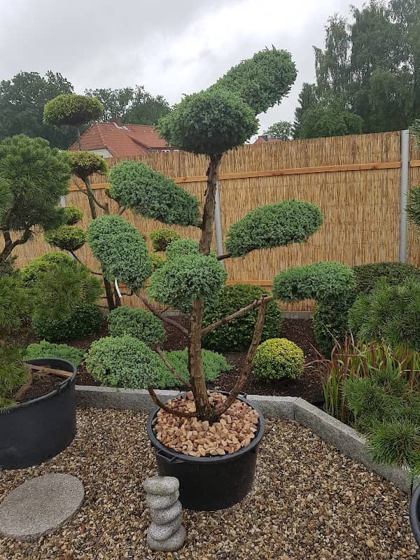 Gartenbonsai Bomlitz - Image 2