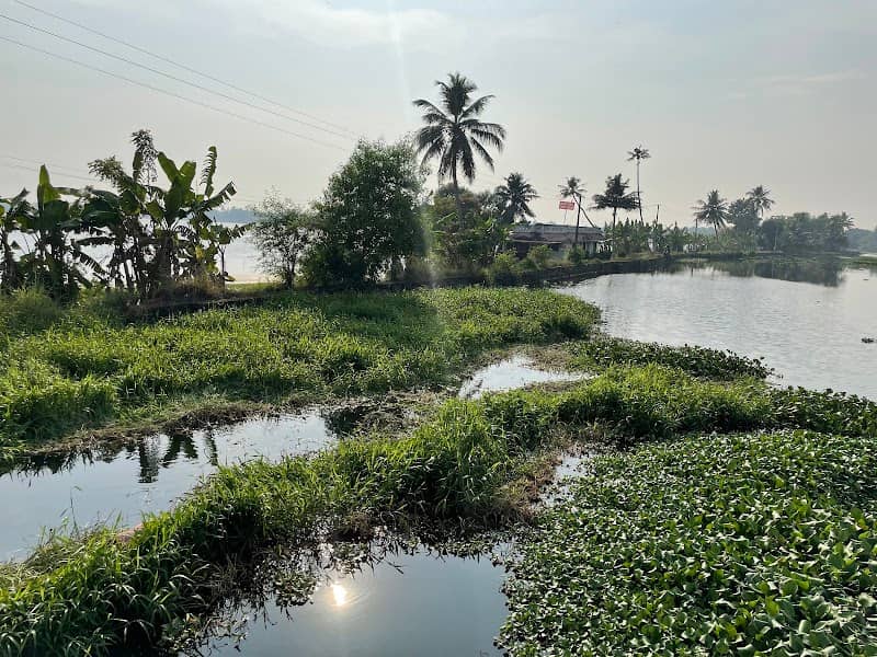 Pallathuruthi (പള്ളാത്തുരുത്തി) view point - Image 2