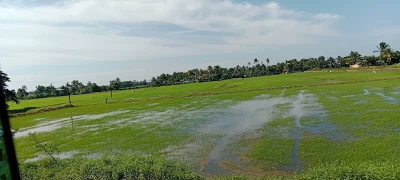Pallathuruthi (പള്ളാത്തുരുത്തി) view point - Image 3