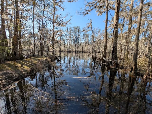 Black River Cypress Preserve - Swampside Tract - Image 1