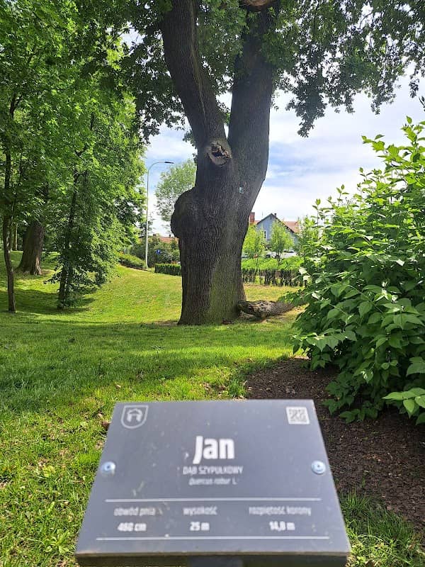 Pomnik przyrody DĄB SZYPUŁKOWY - Jan, Park, Jarocin, Polska - Image 1