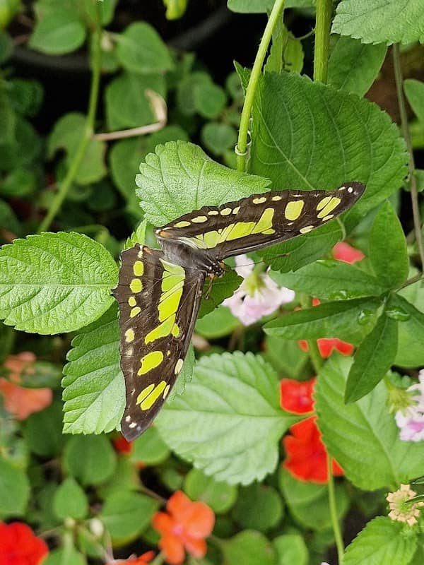 The Magic of Life Butterfly House - Image 3
