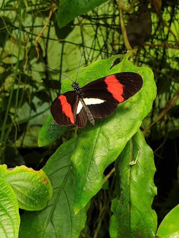 The Magic of Life Butterfly House - Image 2