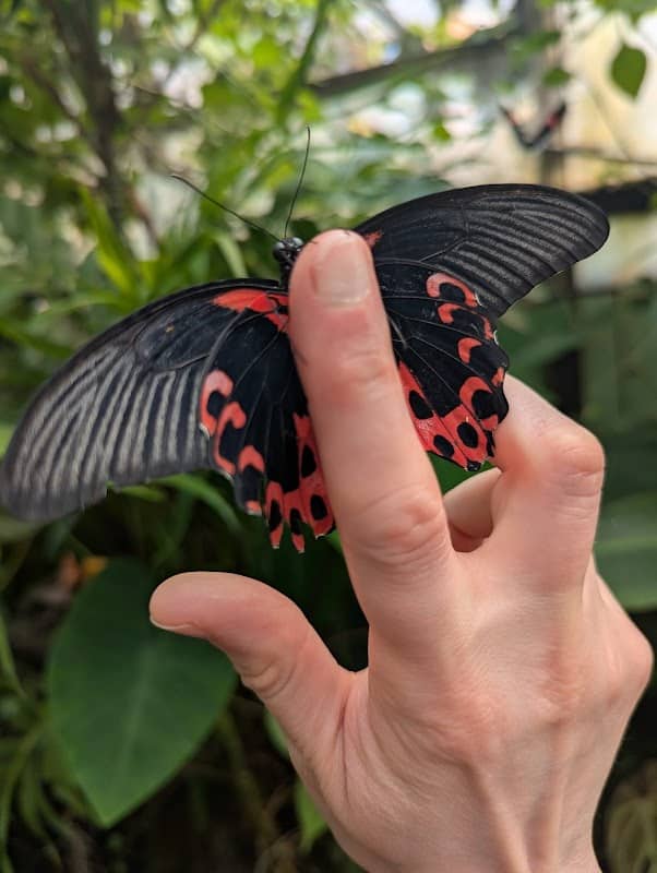 The Magic of Life Butterfly House - Image 1
