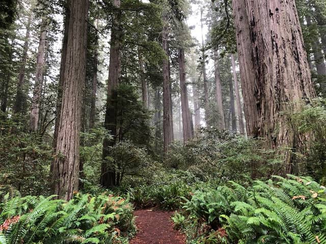 Lady Bird Johnson Grove Trail - Image 1