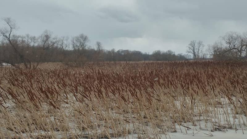 Howland's Island Wildlife Management Area - Image 2