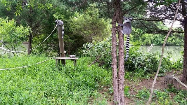 Leesburg Animal Park - Image 2