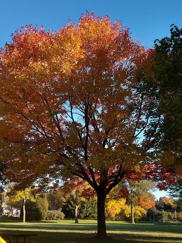 Oakridge Park - Image 2