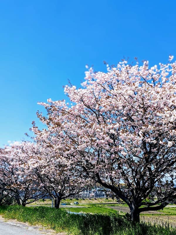 大坪の桜並木 - Image 1