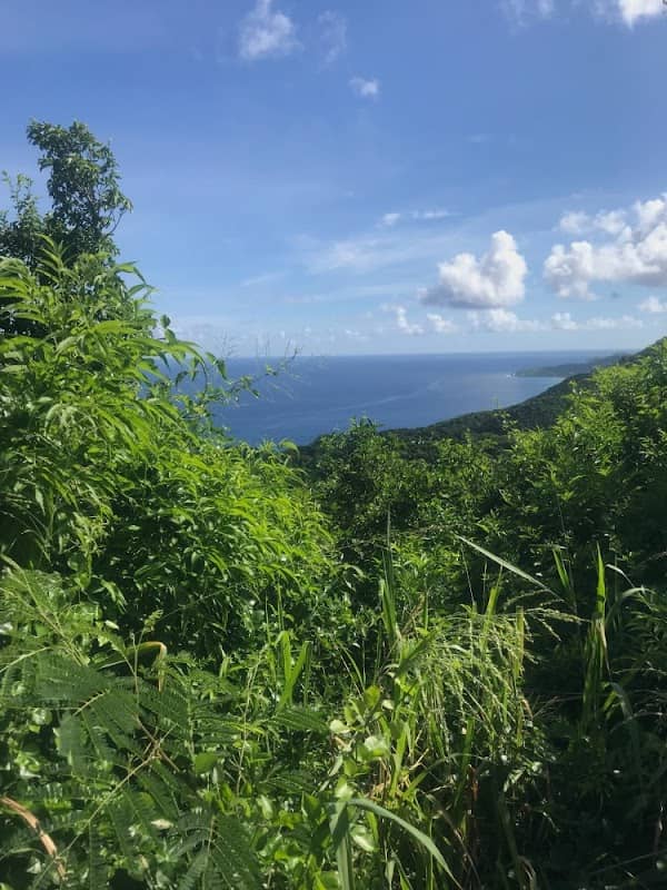 Medical jungle - Image 1