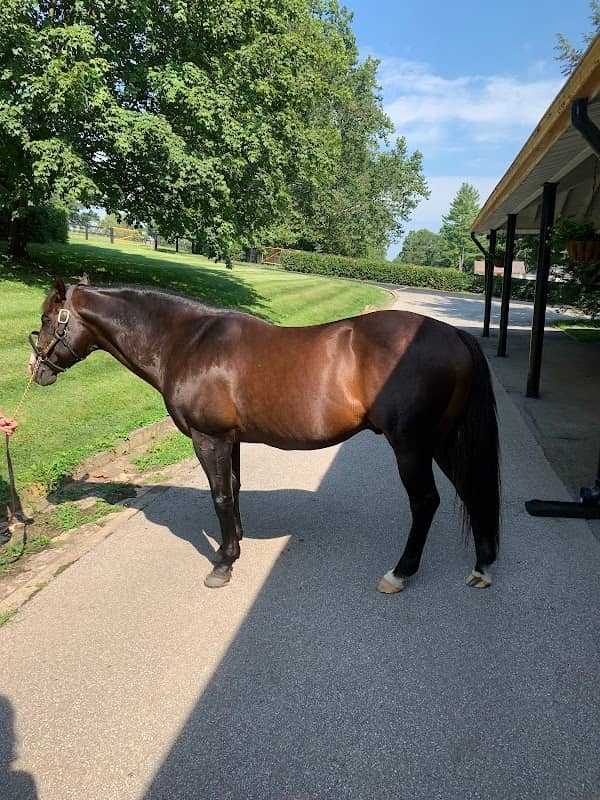 Secretariat's Paddock - Image 1