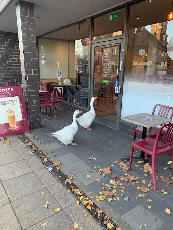 Geese of march - Image 1
