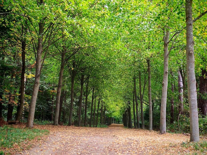 Cliveden woodland car park - Image 2