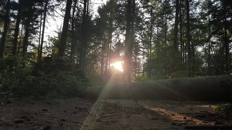 Walsbergsbos - Image 2