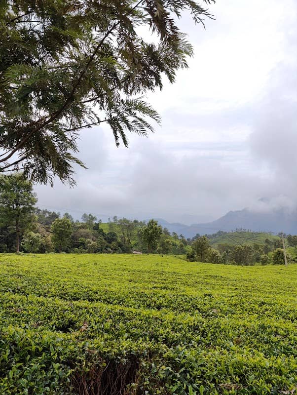 Lamb's Rock Tea Garden View Point - Image 1