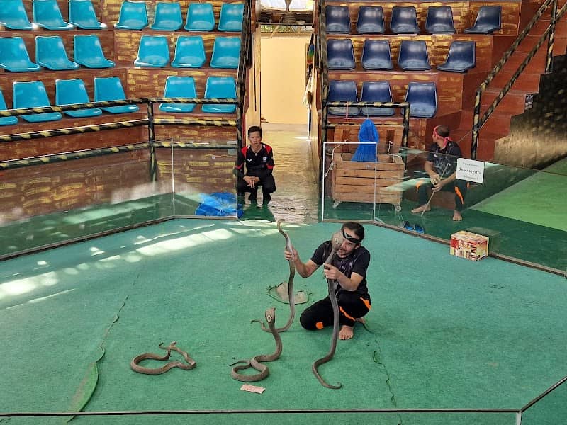 Pattaya Snake Show - Image 2