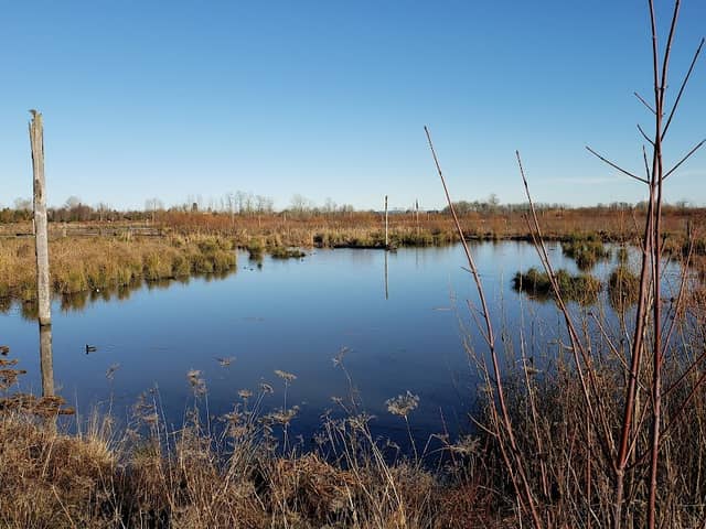Fernhill Wetlands - Image 1