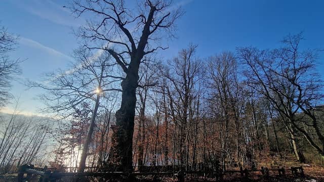 Sędziwy dąb, zabytek przyrody - Image 1