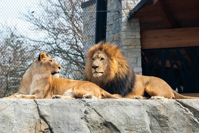 Potawatomi Zoo - Image 2