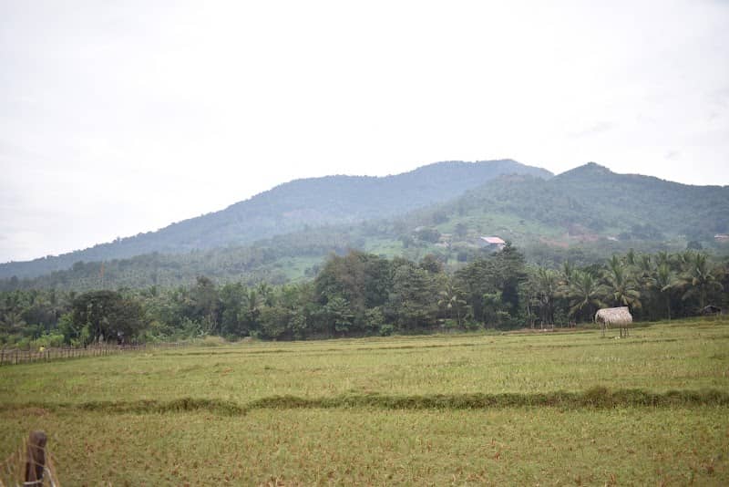 വാഴമല Hibiscus view point - Image 1