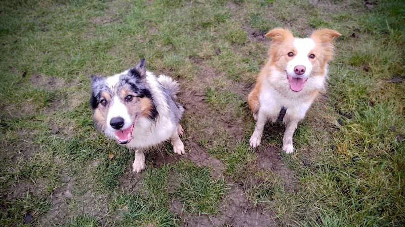 Raunds Dog Park - Image 1