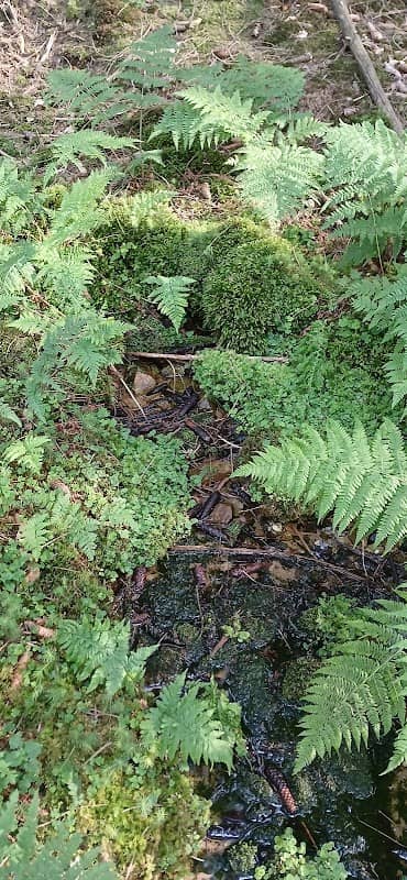 Urselbach Quellgebiet - Image 1