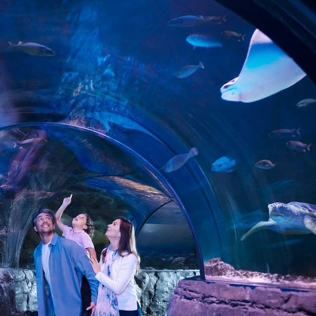 SEA LIFE Michigan Aquarium - Image 2