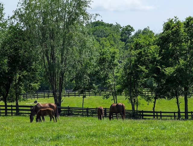 Saxony Farm - Image 2