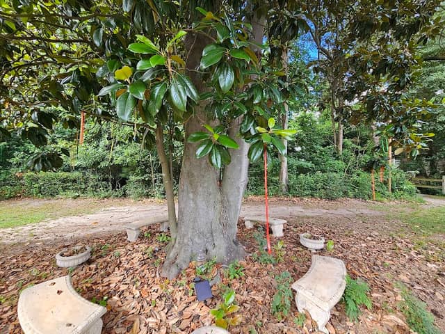 Augusta Wishing Tree - Image 2