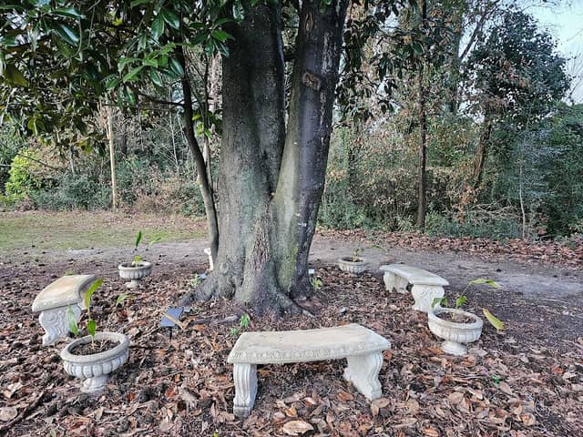 Augusta Wishing Tree - Image 1