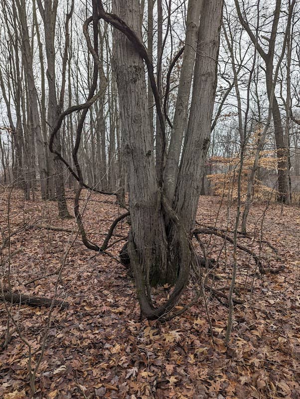 Kreighbaum Park - Image 2