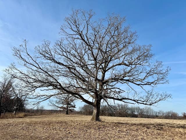 Irish Oaks Savanna - Image 3