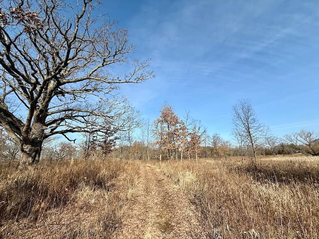 Irish Oaks Savanna - Image 2