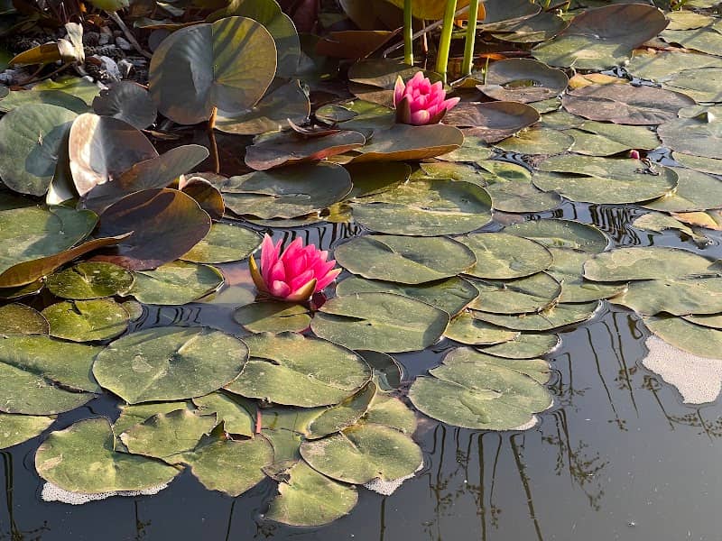 Horticulture Gardens - Image 3