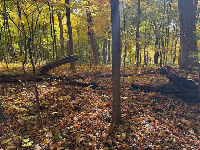 Alpine Trail - Image 1