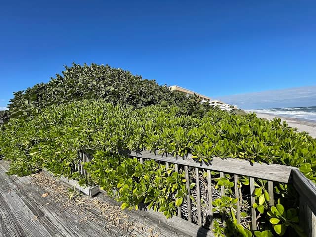 Brevard's Barrier Island Reef At Bicentennial Park - Image 2