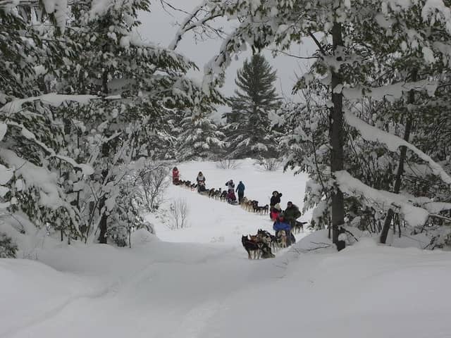 Husky Haven Kennels - Image 1