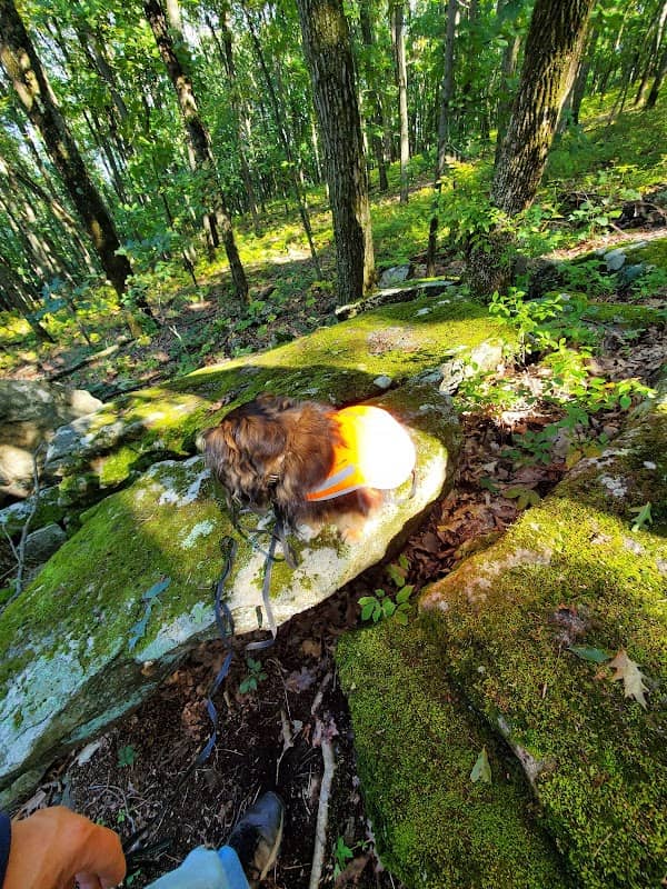 Resting Rock along red trail - Image 2