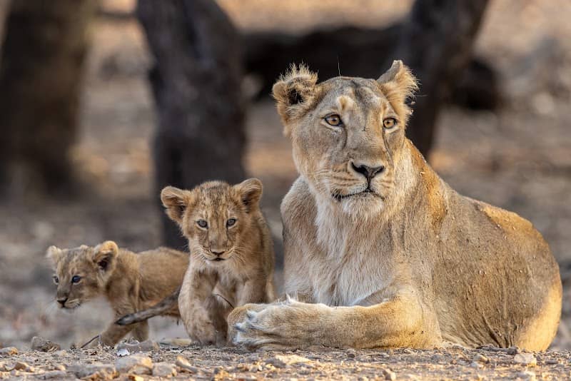 Gir National Park - Image 1