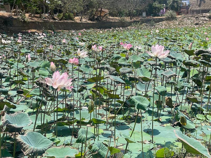Kuilapalayam Pond (a) Keera pond - Image 1