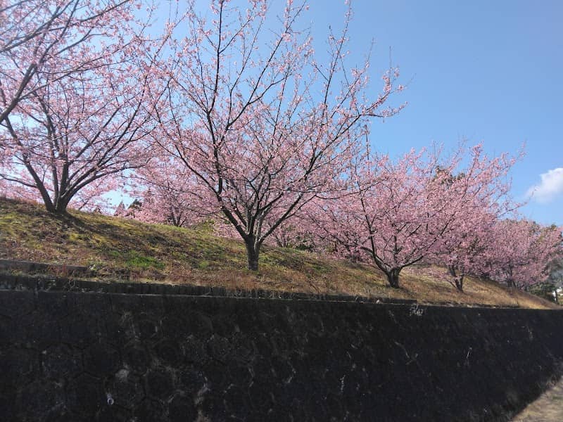 河津桜(チャイナオンザパーク) - Image 1
