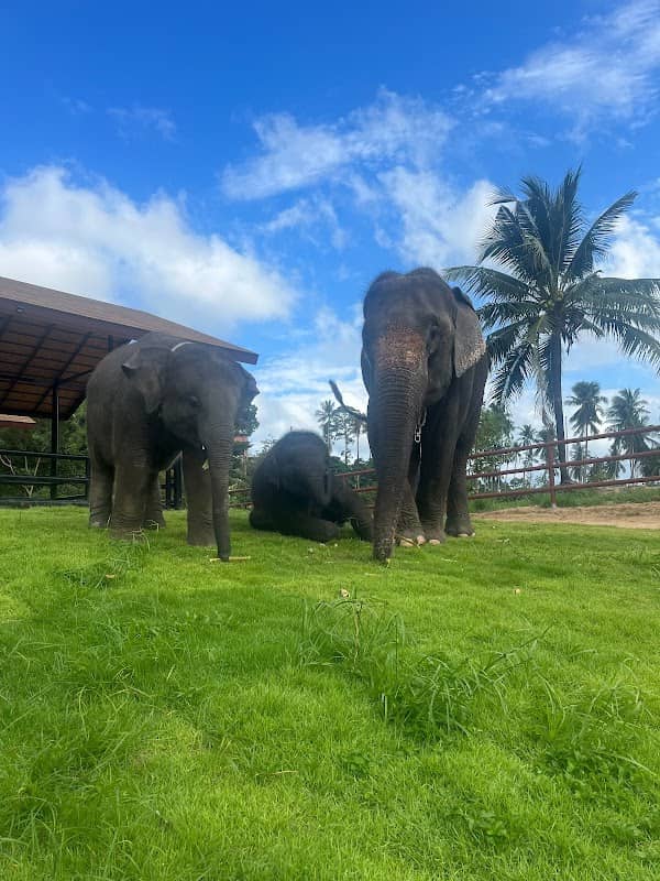Samui Elephant Conservation - Image 1