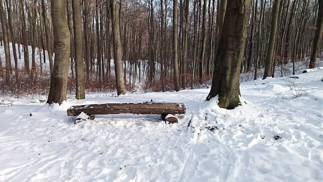 Bench on the yellow trail - Image 2