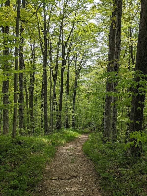 Morris Tract Provincial Nature Reserve - Image 1
